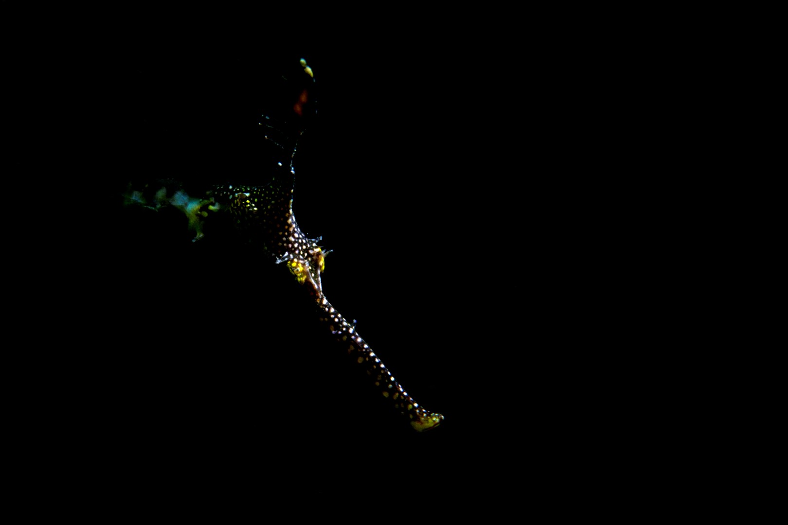 20190120_RBJ_0003 (Large)