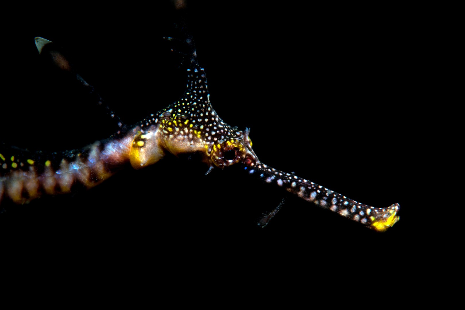 20190120_RBJ_0006 (Large)