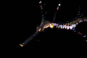 20190120_RBJ_0020 (Large)