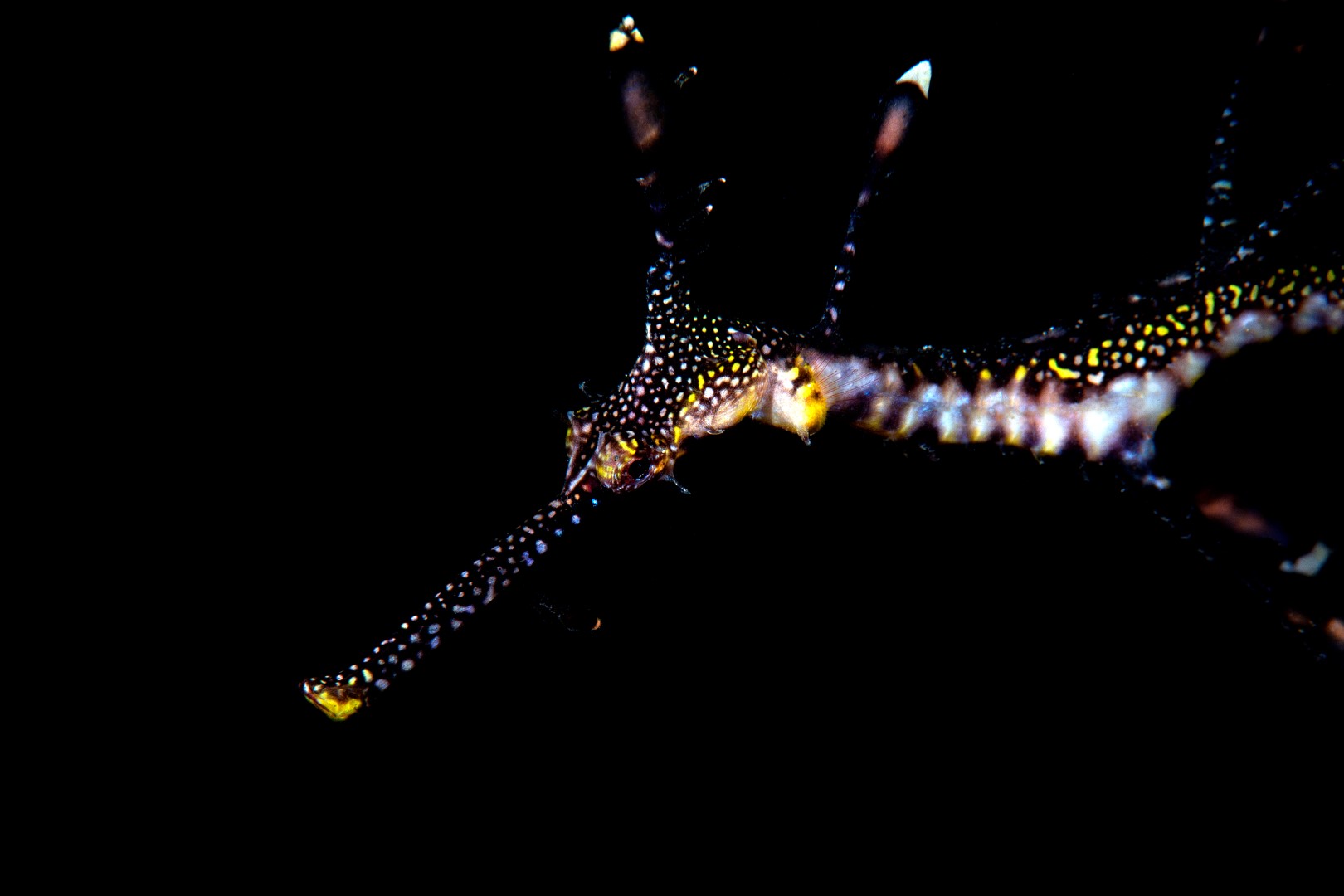 20190120_RBJ_0020 (Large)