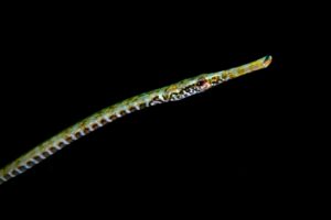 20190224_Port Hughes_0007 (Large)