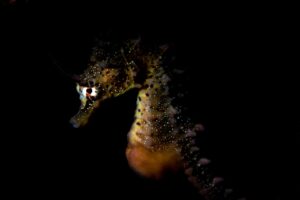 20190511_Edithburgh_0023 (Large)