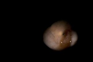 20190512_Edithburgh_0018 (Large)