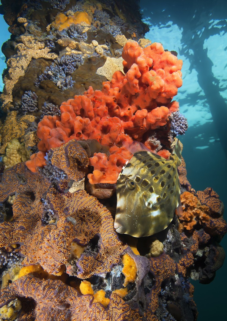 Edithburgh & Wool Bay Jetties Marine Watch – 19 March 2027