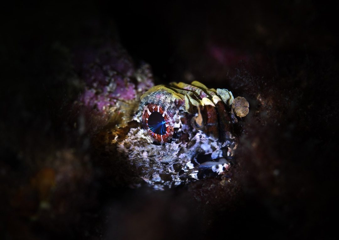 Underwater Snoot Photography Workshop