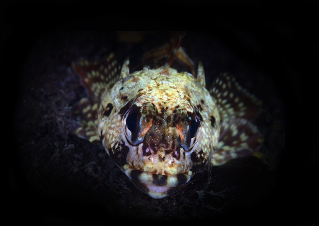 Underwater Macro Photography Workshop