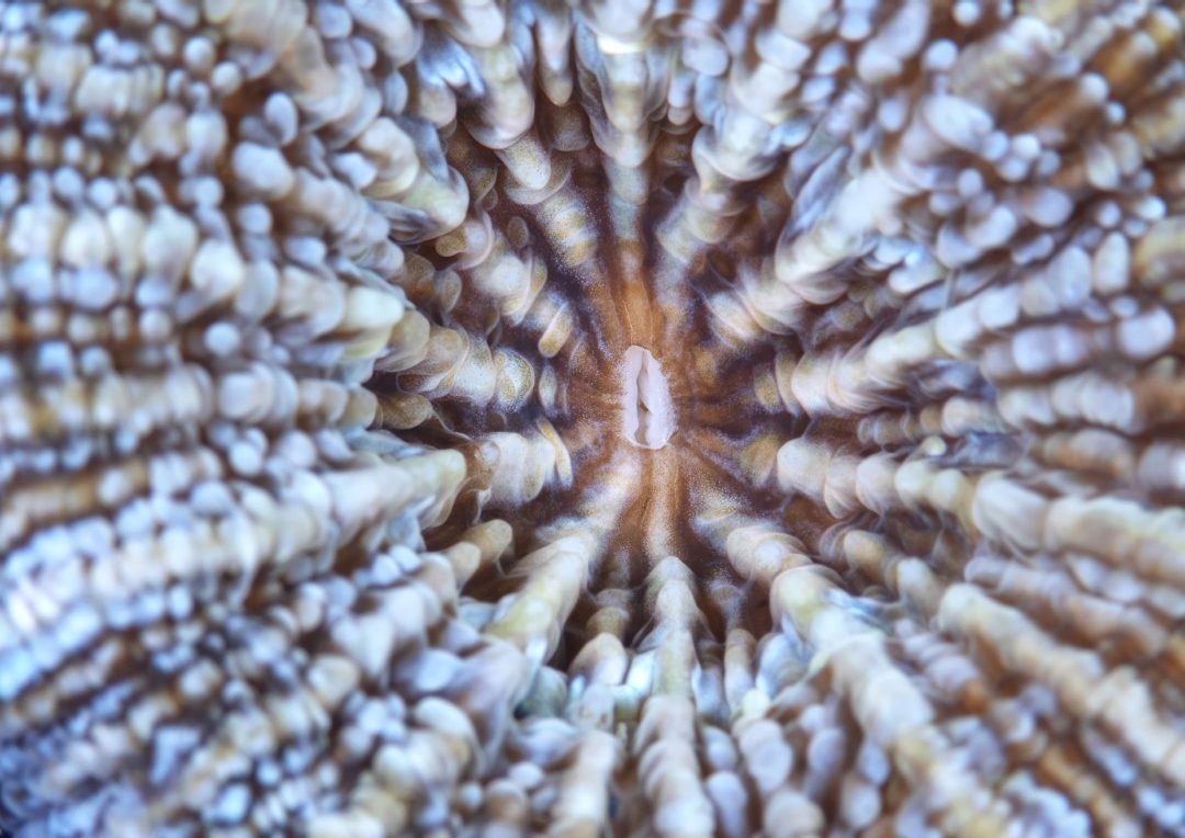 Underwater Photography Composition Workshop