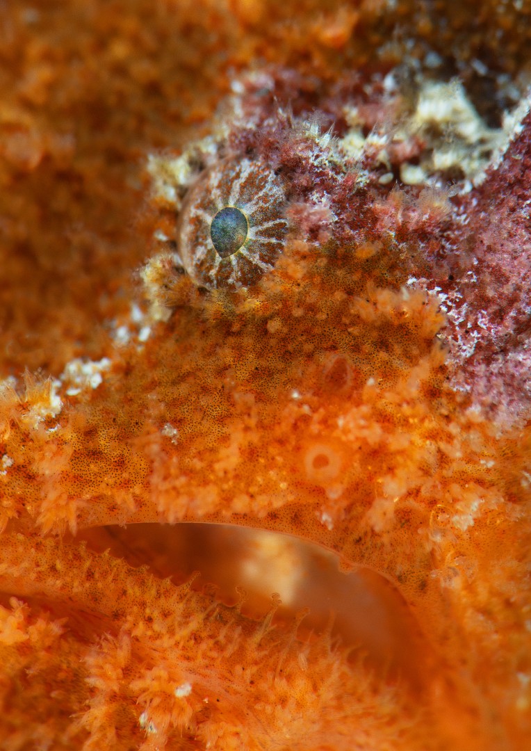 Edithburgh Fun Diving – 19 February 2027